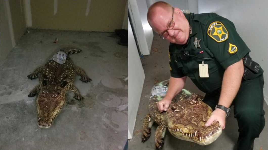 Deputy Trexler poses with inflatable gator after responding to call (Polk County Sheriff's Office/Twitter)