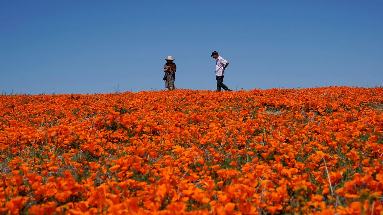 SoCal's 'Super Bloom' and the pollen woes that come with it