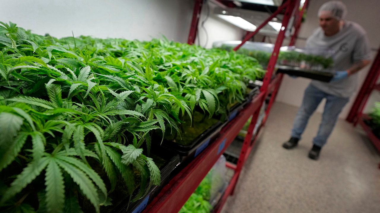 Could North Carolina legalize medical marijuana? Bill moves to House