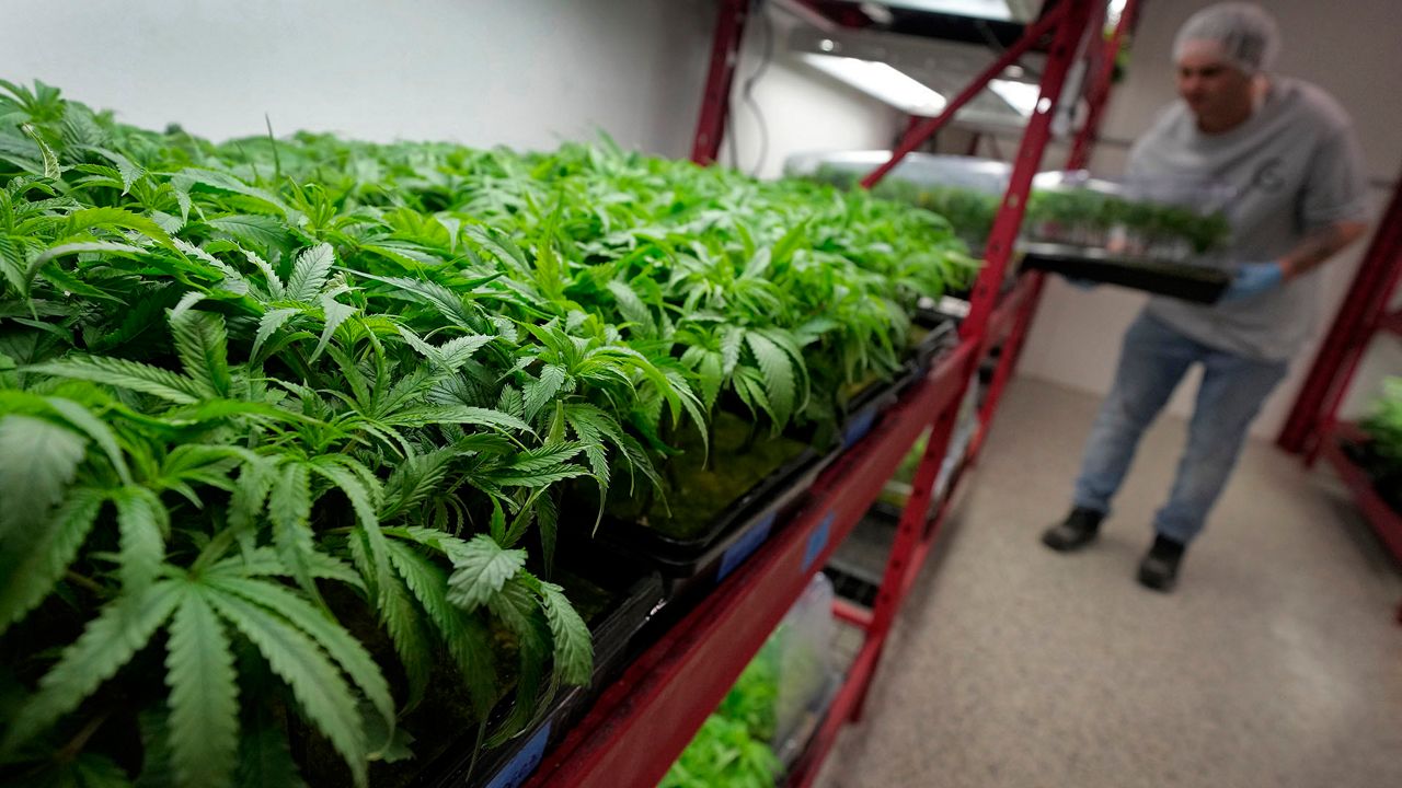 Michael Stonebarger sorts young cannabis plants at a marijuana farm operated by Greenlight, on Oct. 31, 2022, in Grandview, Mo. (AP Photo/Charlie Riedel, File)