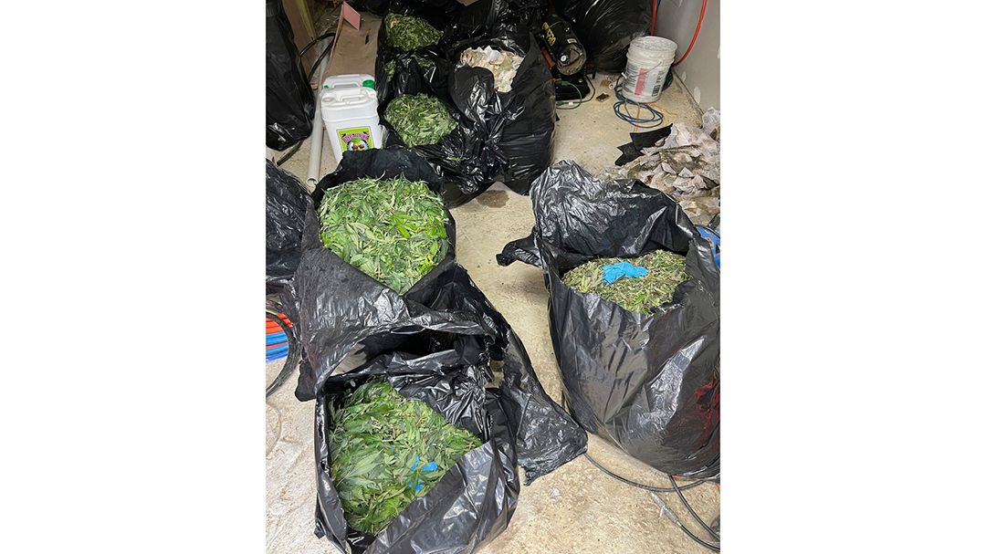 This photo shows the seizure of 40 pounds of processed marijuana from a hidden grow operation in Maine. (Penobscot County Sheriff's Office via AP)