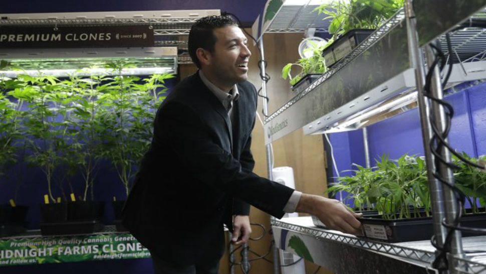 In this Dec. 29, 2017, photo, Khalil Moutawakkil, co-founder and CEO of KindPeoples, a marijuana dispensary, looks at different marijuana plants on display in his store in Santa Cruz, Calif. Californians may awake on New Year’s Day to a stronger-than-normal whiff of marijuana as America’s cannabis king lights up to celebrate the state’s first legal retail pot sales. (AP Photo/Marcio Jose Sanchez)