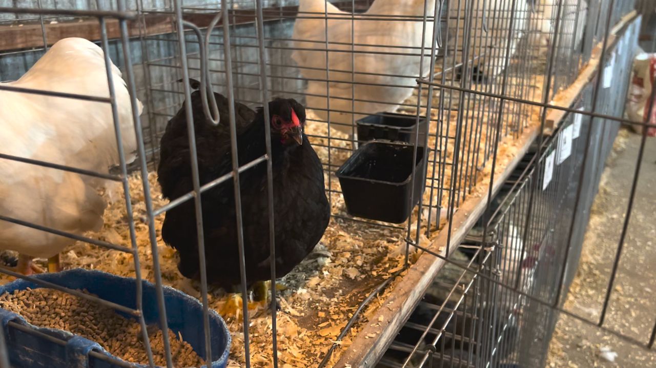 Fairs allow poultry, encourages safe handing of birds