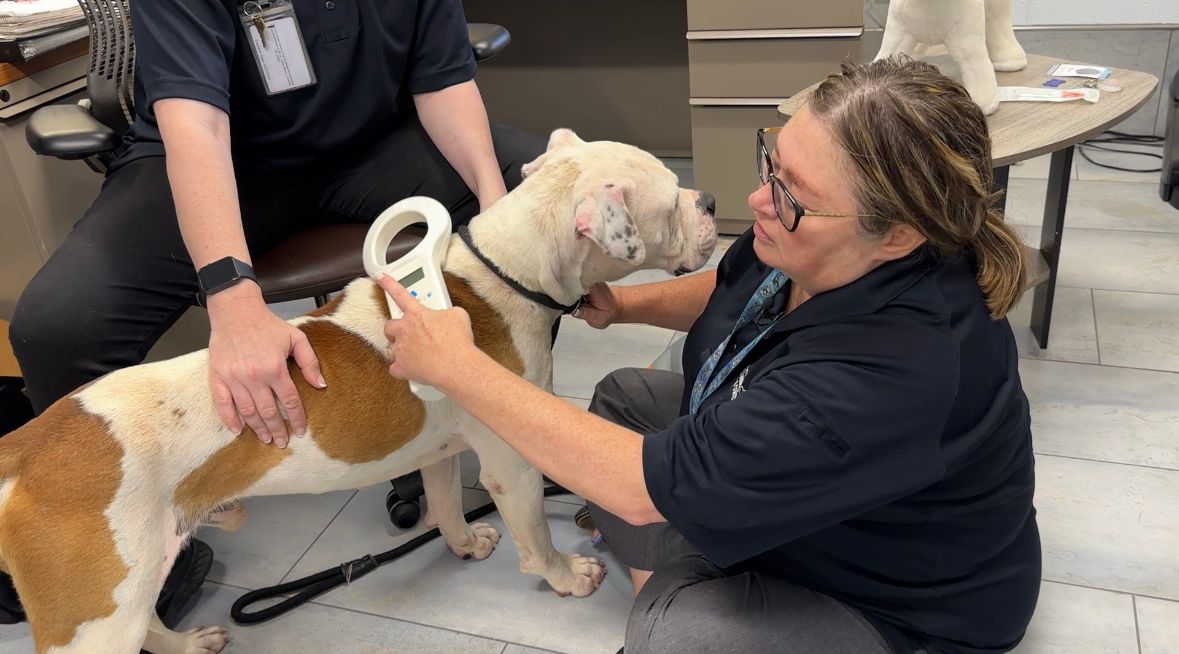 Animal Care and Control checking microchip