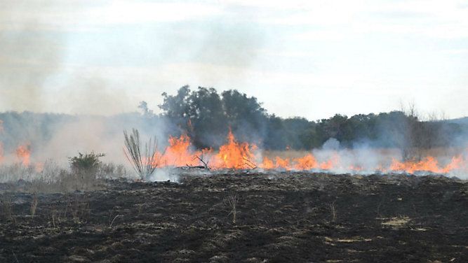 The Florida Forest Service is conducting a 4,500-acre prescribed burn Thursday on Goethe State Forest. (Prescribed burn file photo)