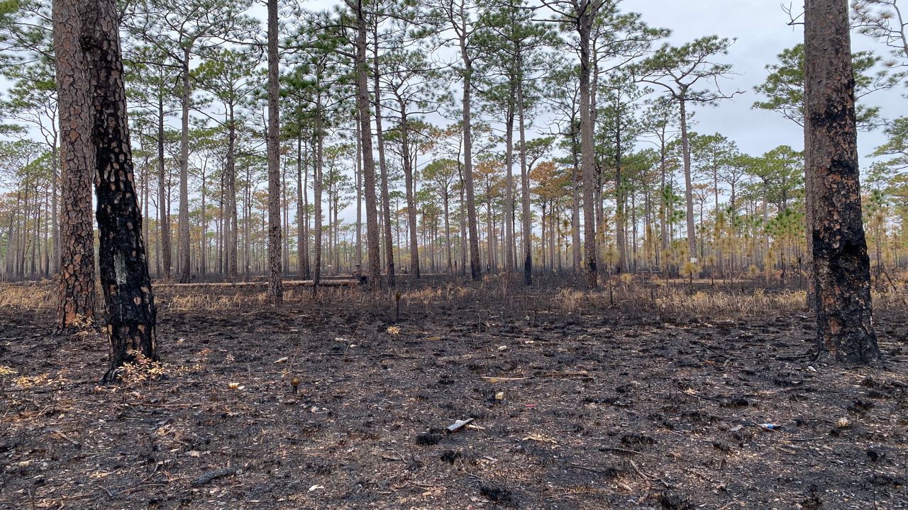 Prescribed Burns In NC