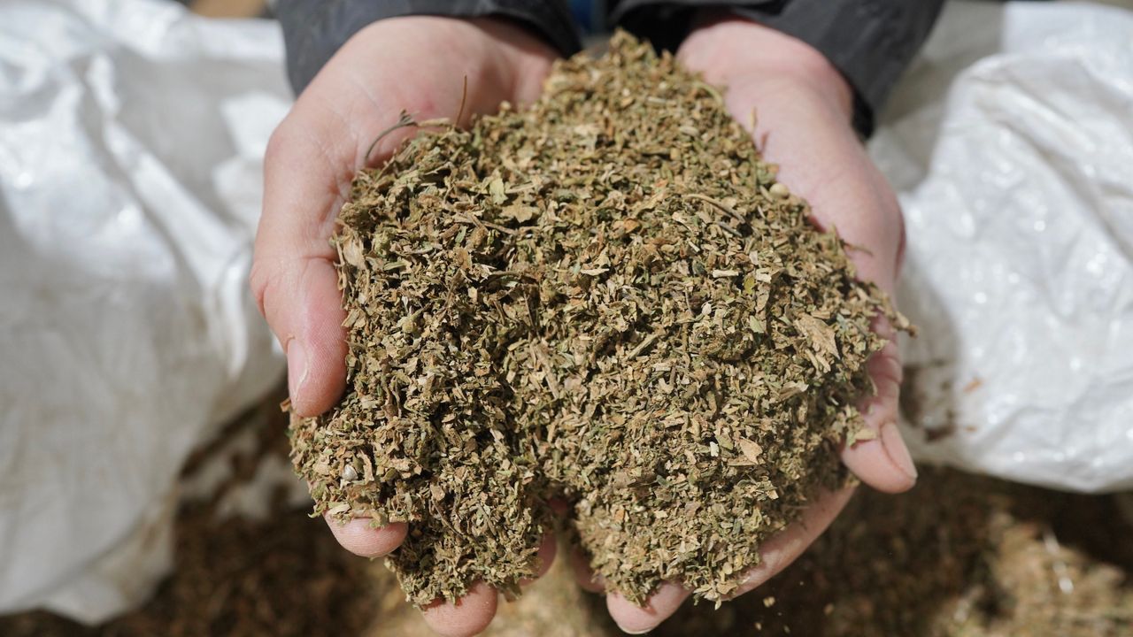 Texas judge hears arguments on state's smokable hemp ban
