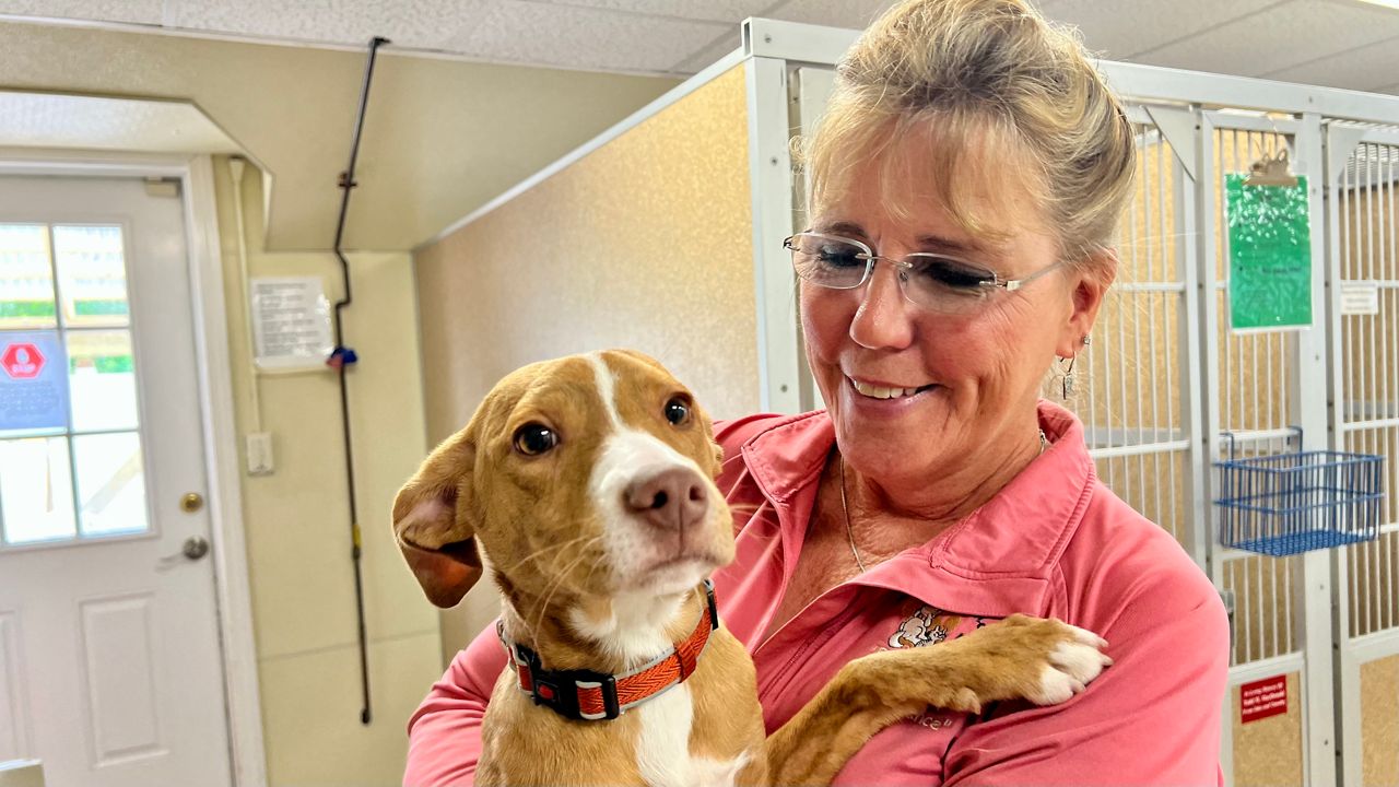 Second Chance CEO Sheryl Blancato holds a dog at their adoption center in East Brookfield. (Spectrum News 1/Kyra Ceryanek)