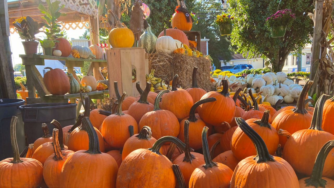 Your guide to pumpkin patches around Wisconsin