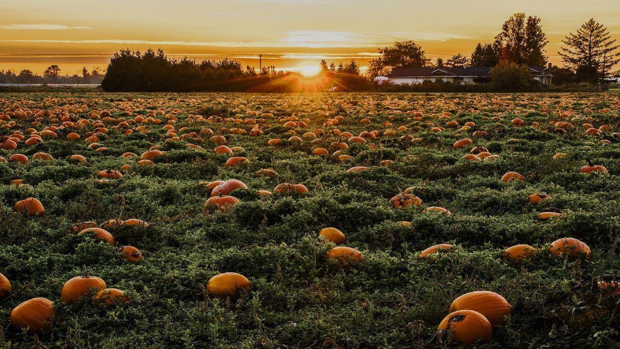 Your guide to pumpkin patches around Wisconsin