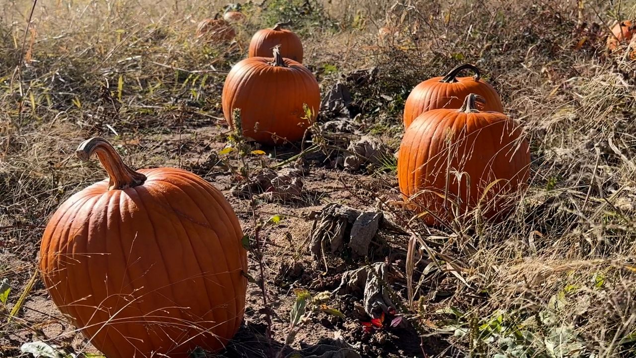 Pumpkins in a field