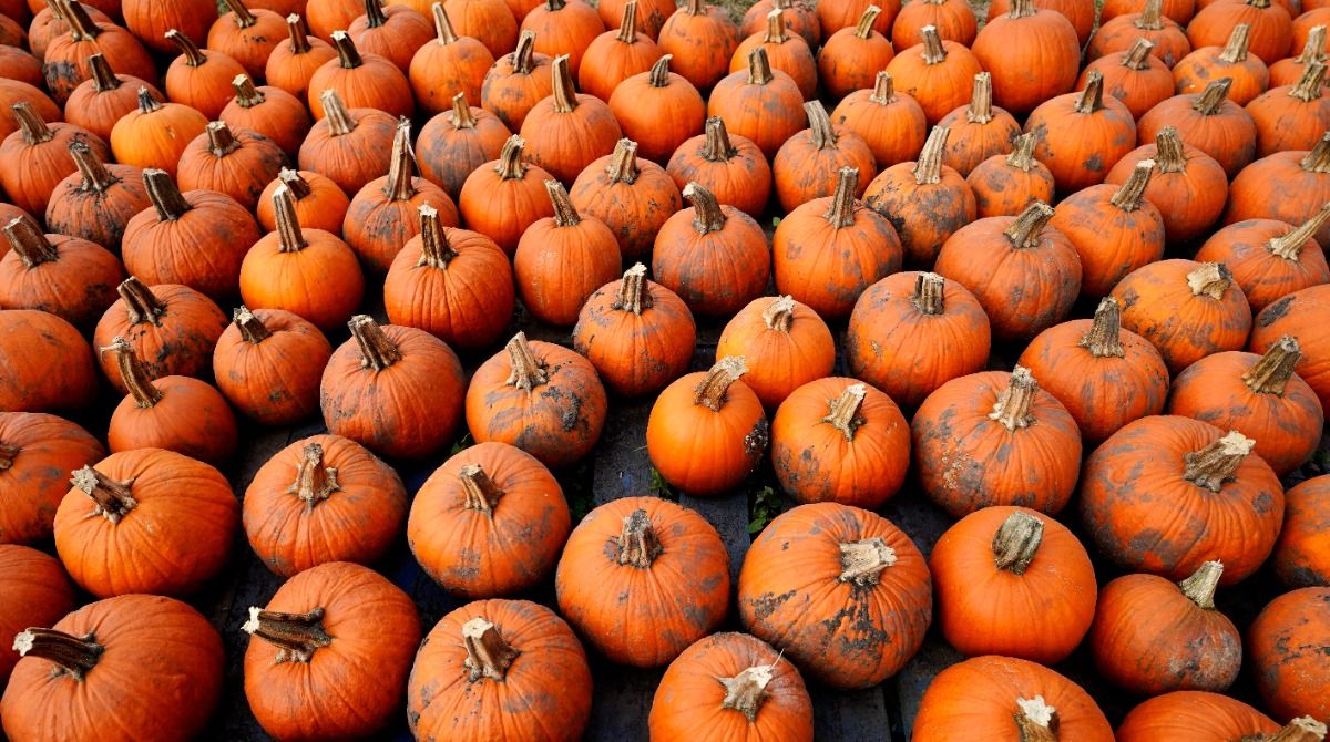 Your guide to pumpkin patches around Wisconsin