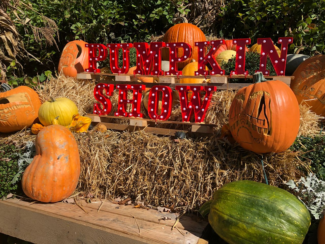 Incredible Pumpkin Show at Naumkeag