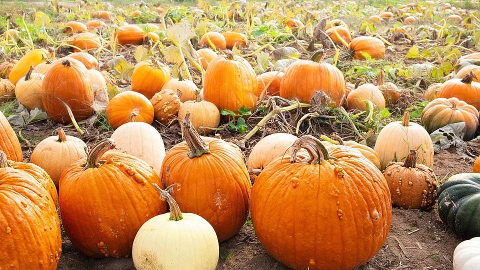 A pumpkin patch appears in this stock image. (Pixabay)