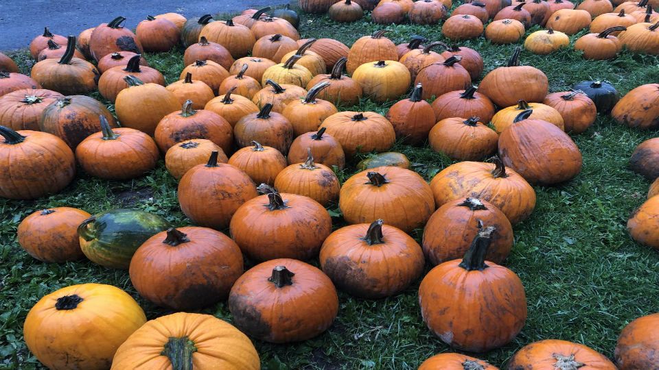 Dozens of pumpkins in a field