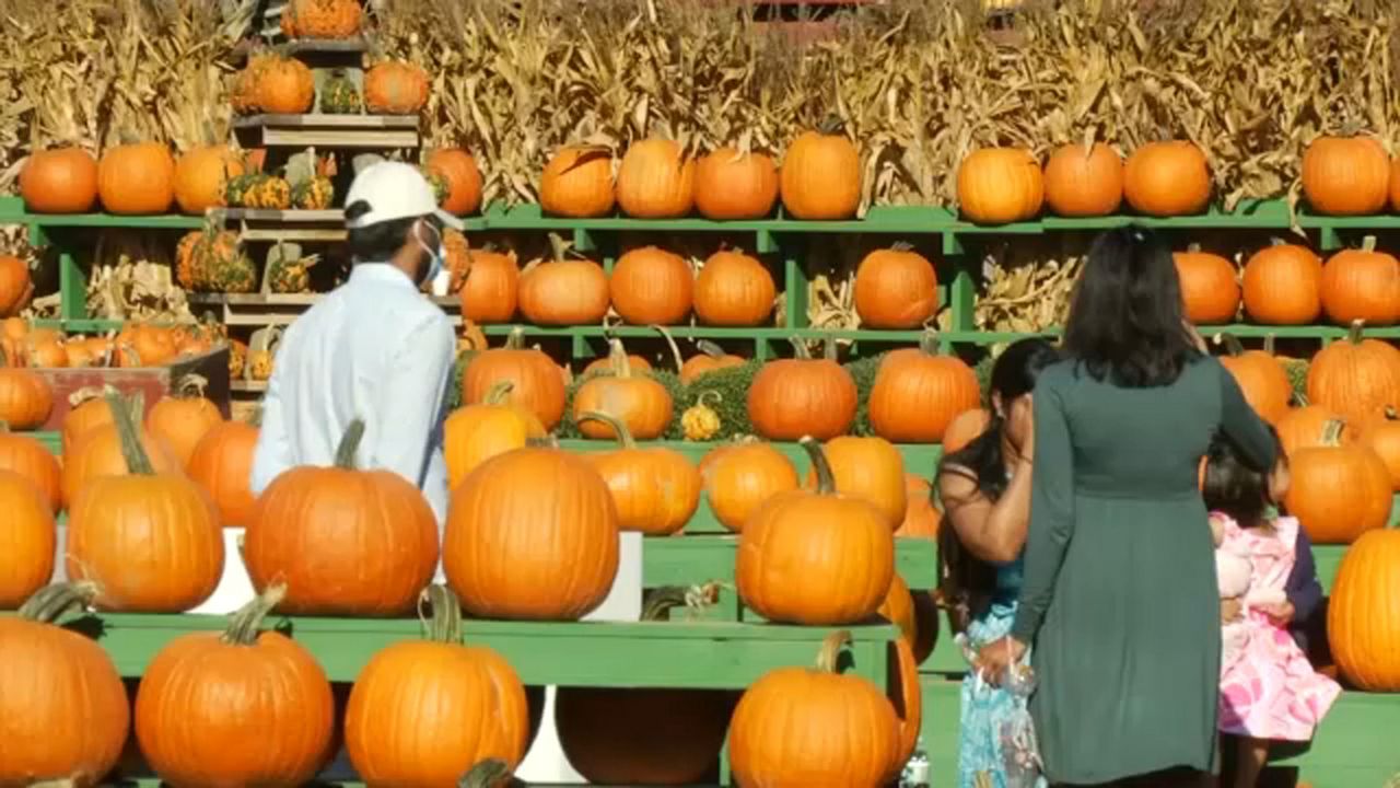 Great Pumpkin Farm in Clarence Cited for COVID19 Violations