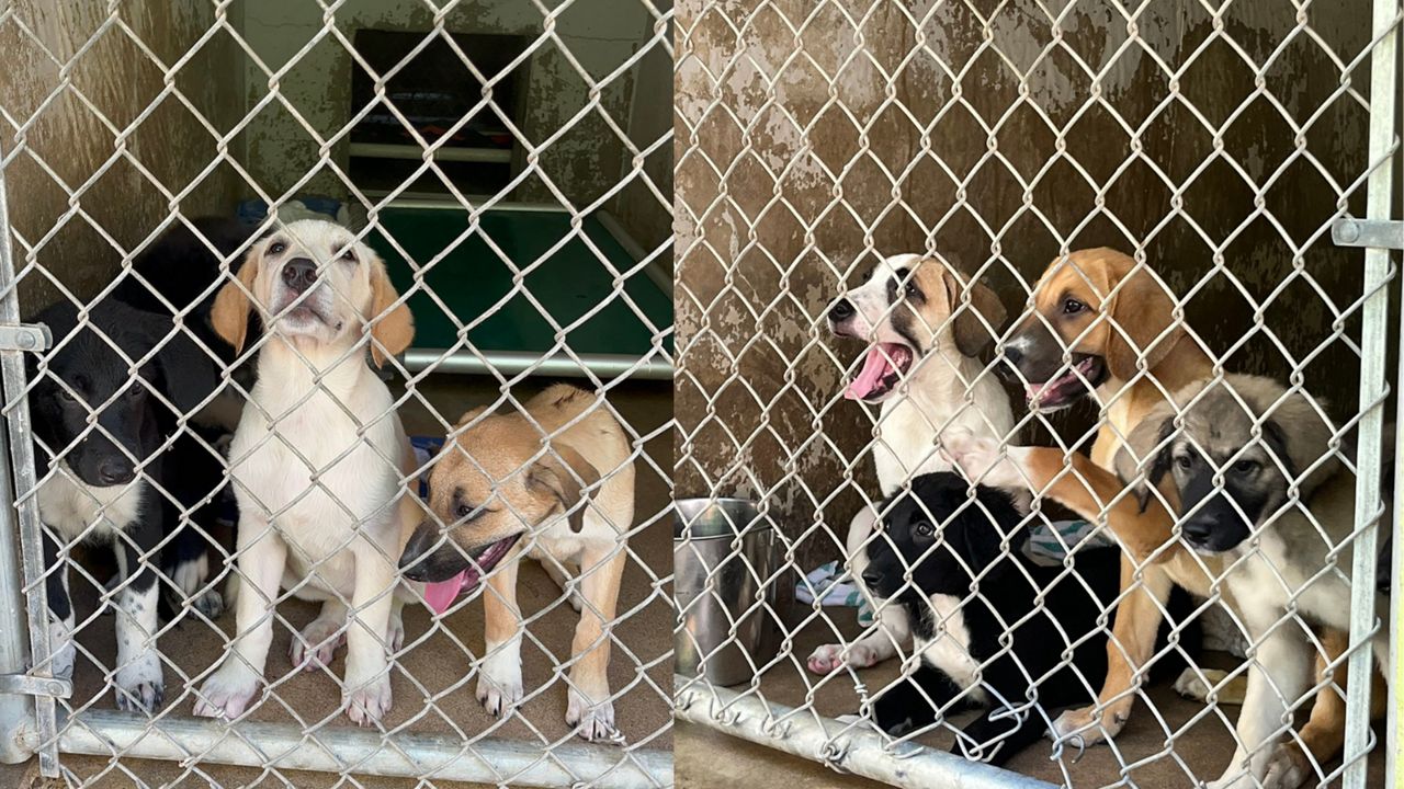 Puppies are sheltered at Austin Pets Alive after their moms' death, caused by hot weather. (Austin Pets Alive) 