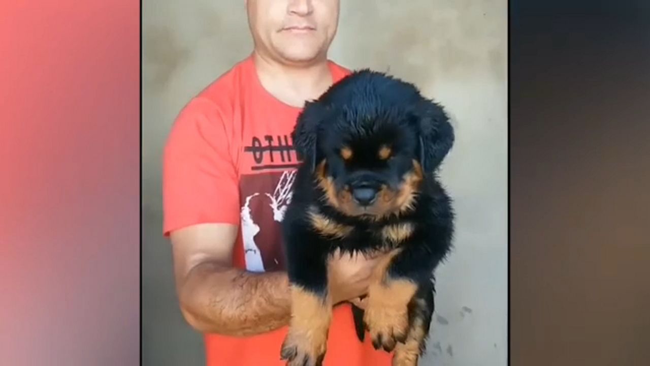 rottweiler for sale craigslist