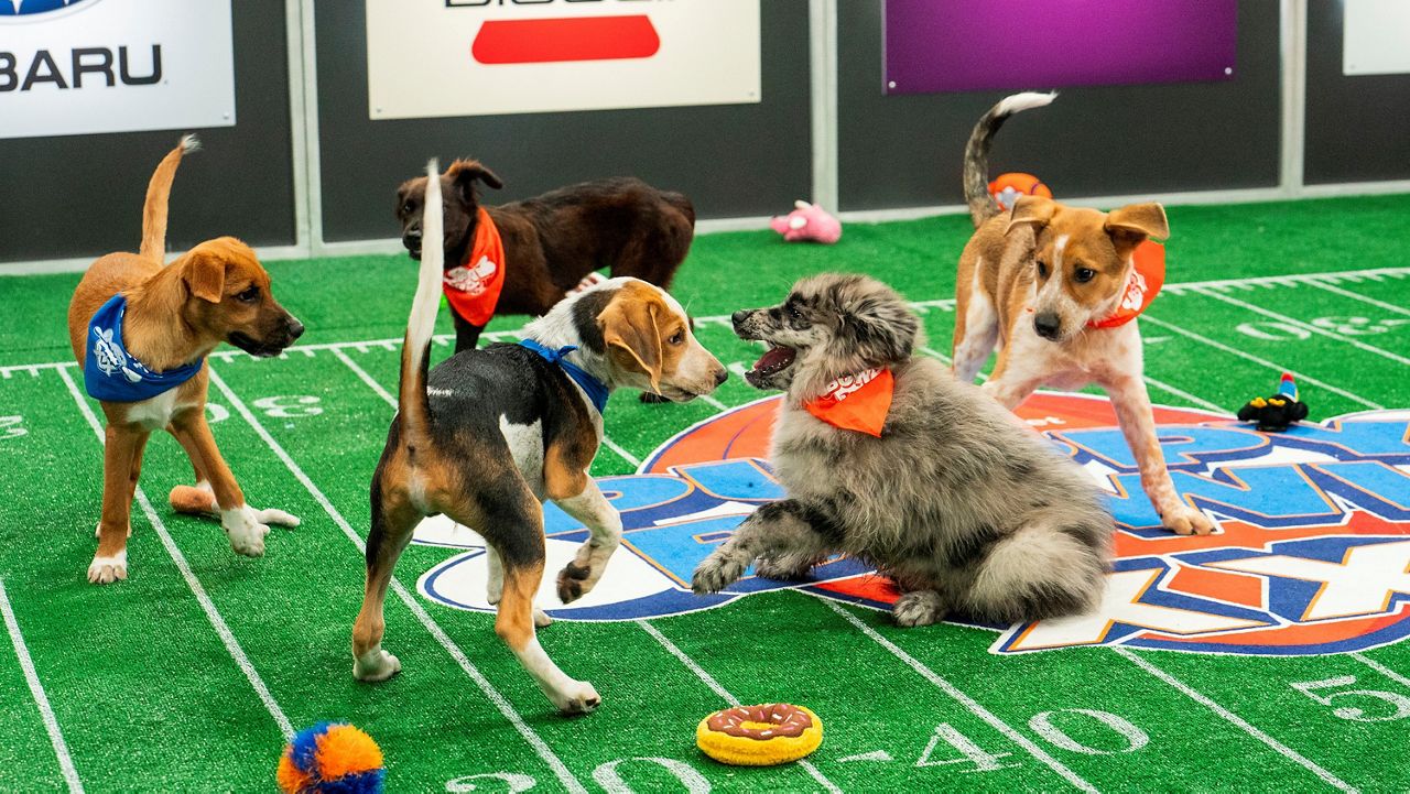 Animal planet hot sale puppy bowl