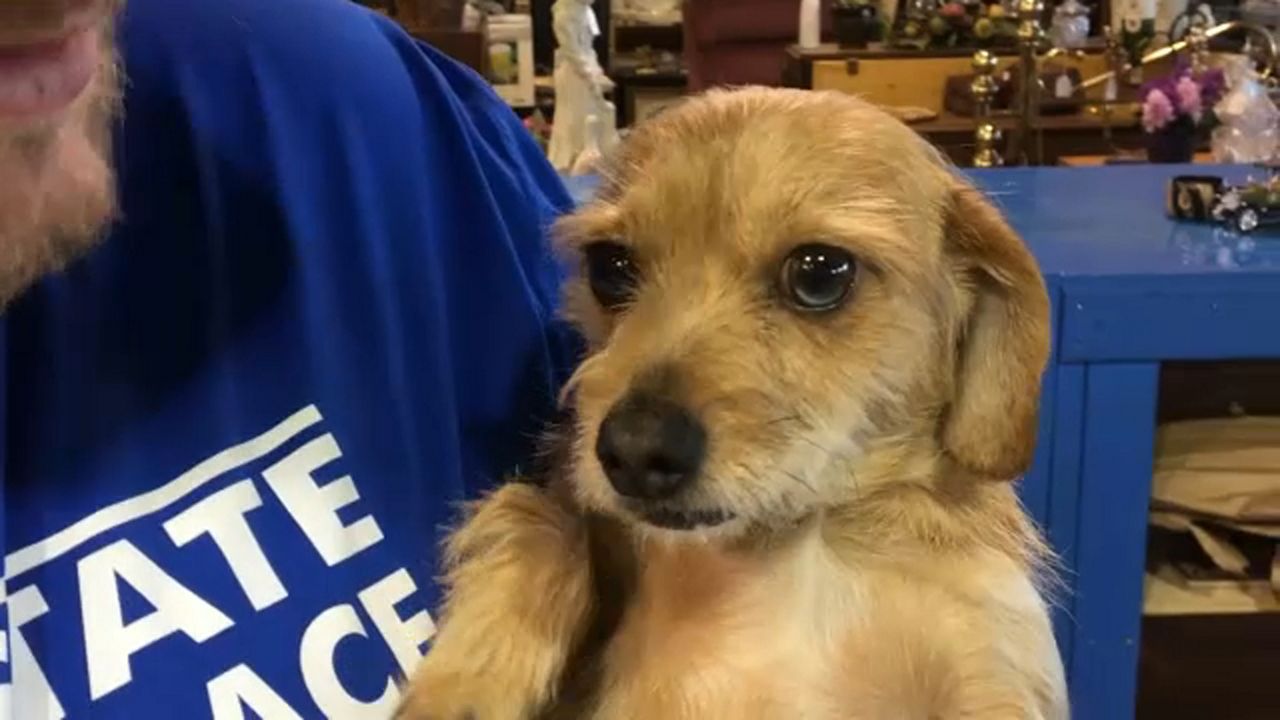 Antique CoOp in Parma Hosts Dog Adoption Event