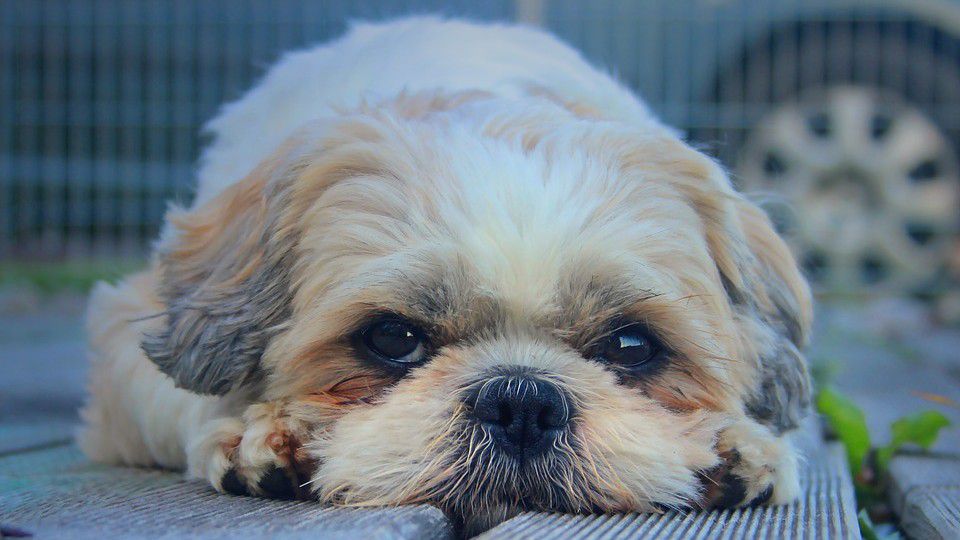 shih tzu intelligence