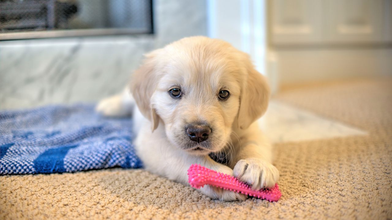 Attention, dog lovers: 1st-ever Stanley Pup coming up