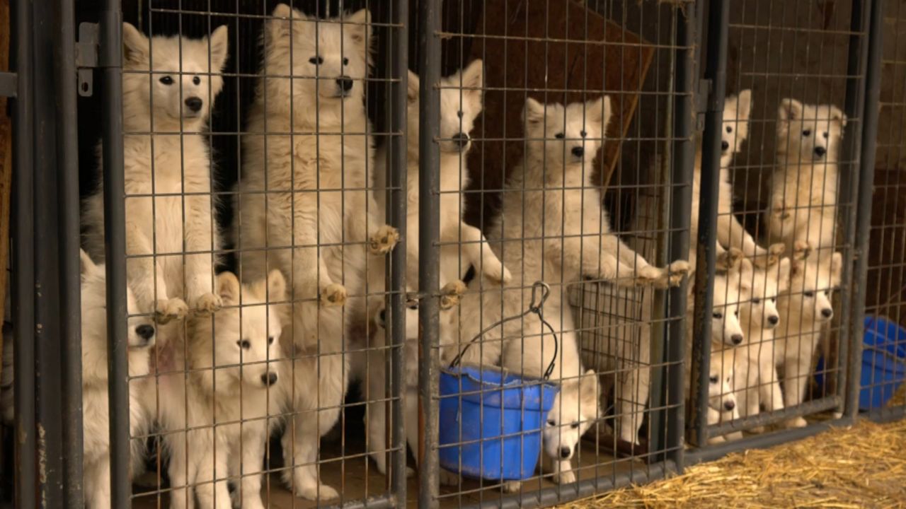 which state has most puppy mills