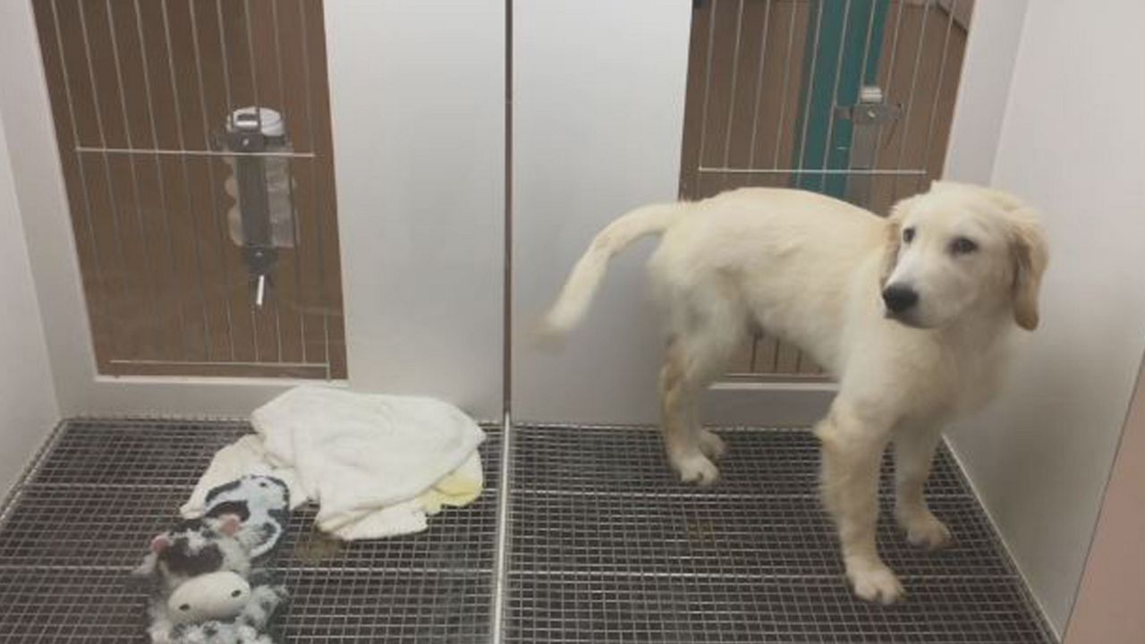 Pittsfield Ban On Stores That Utilize Puppy Mills