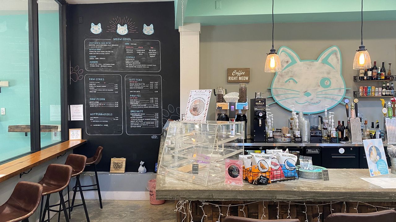 Purrfect Cat Cafe Supports Ukrainian Cat Cafe