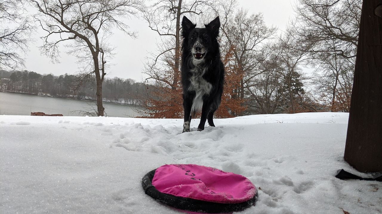 Dog "Gus" gets ready to play in the snow in the Charlotte area