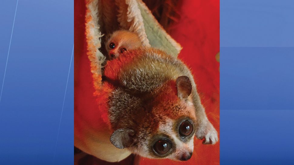 A baby pygmy slow loris pops its head out. (Courtesy of the Cleveland Metroparks Zoo)