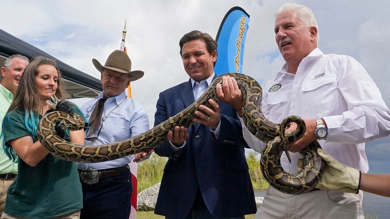 Though python hunting is legal at any time of the year in Florida, the Python Challenge is unique because it invites hunters from anywhere to come to Florida to compete for prizes. (AP/Wilfredo Lee)