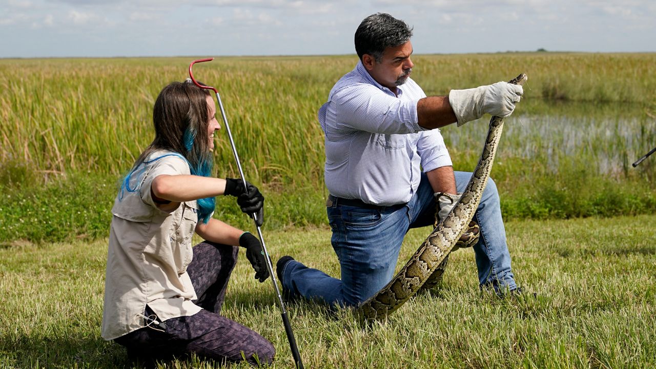 The 2023 Florida Python Challenge scheduled to start on Friday. (AP FILE image)
