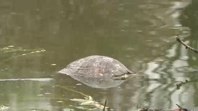 Turtles Wash Up Dead In Queens Park