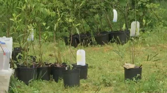 The Discovery Community Garden hosted a free tree giveaway in Jamaica on Saturday.