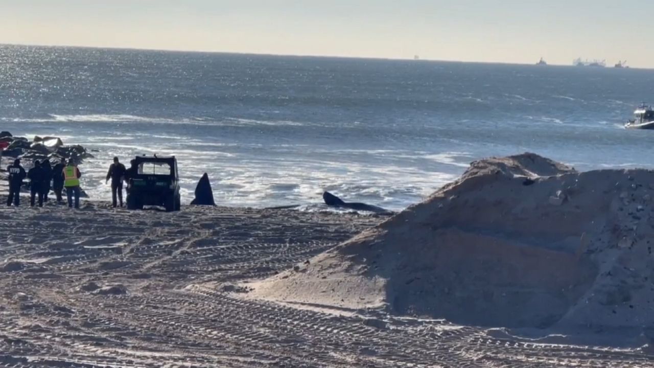 A 30-foot sperm whale was found along Rockaway Beach’s shoreline, near Beach 73rd Street, around 9 a.m. (Stringr)