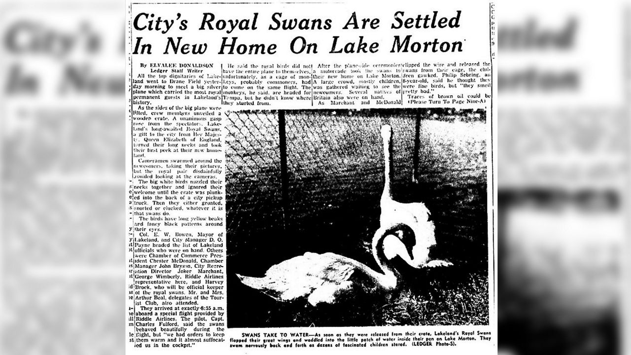 Lakeland remembers gift of swans from Queen Elizabeth II
