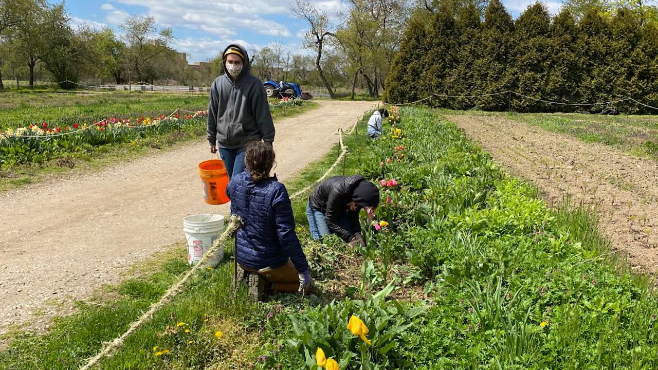 Visitors flock to Queens Farm Museum