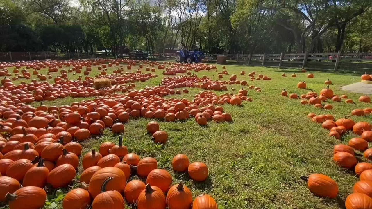 Queens County Farm Museum ready for fall fun