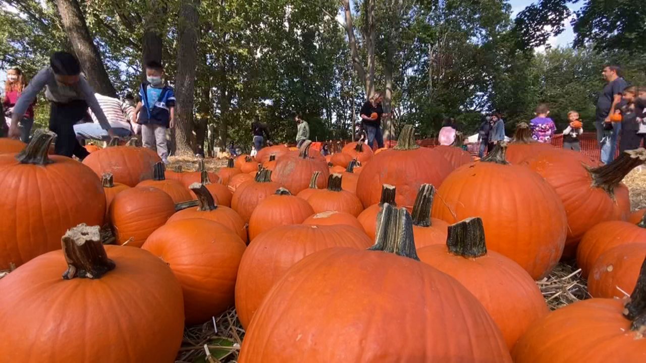 Pick Your Own Pumpkin At The Queens Farm