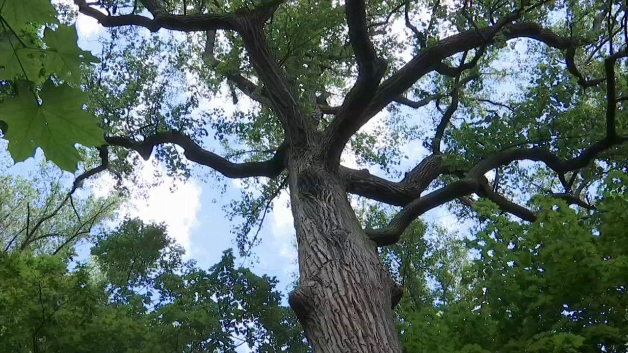 Big Tree - Jamaican restaurant in Queens, NY