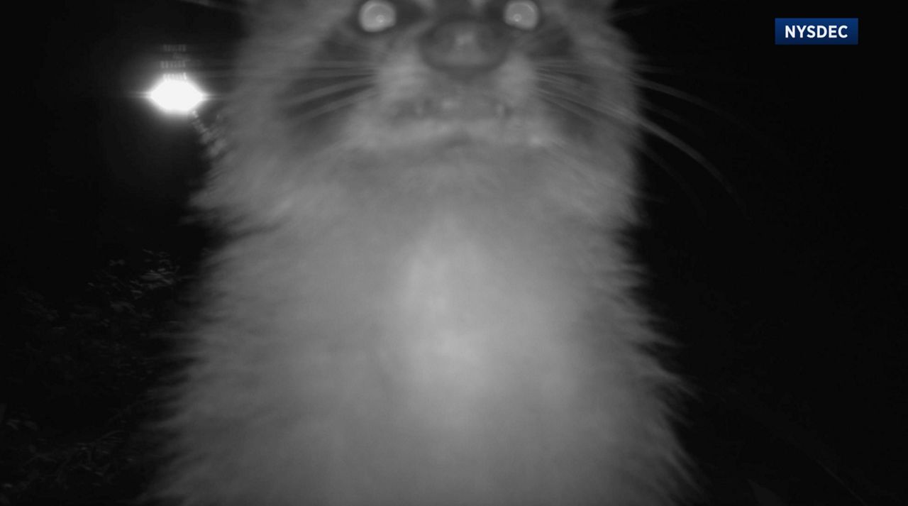 raccoon in a trail camera