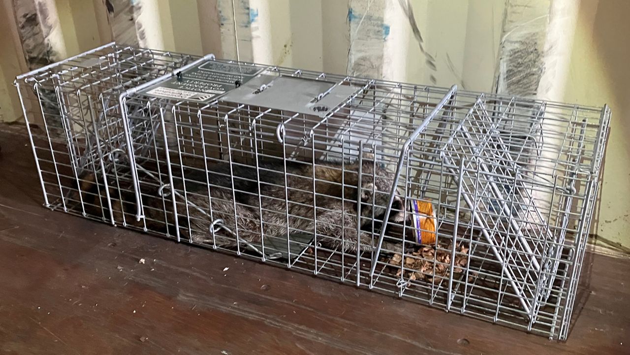 The deceased raccoon in a trap. (Photo courtesy of Hawaii Department of Agriculture)