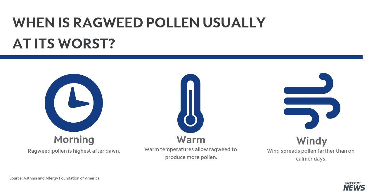 It's time for the fall's ragweed and mold allergy season