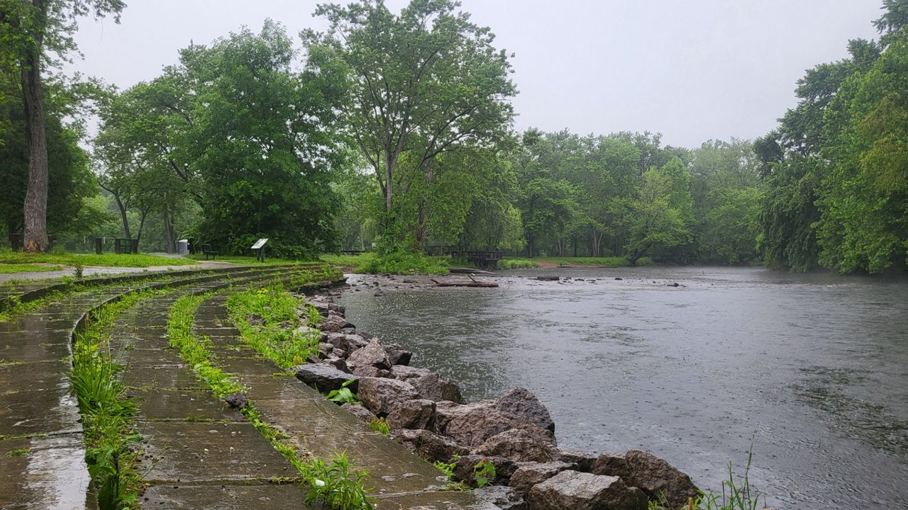 Tree health is a growing concern due to recent flooding