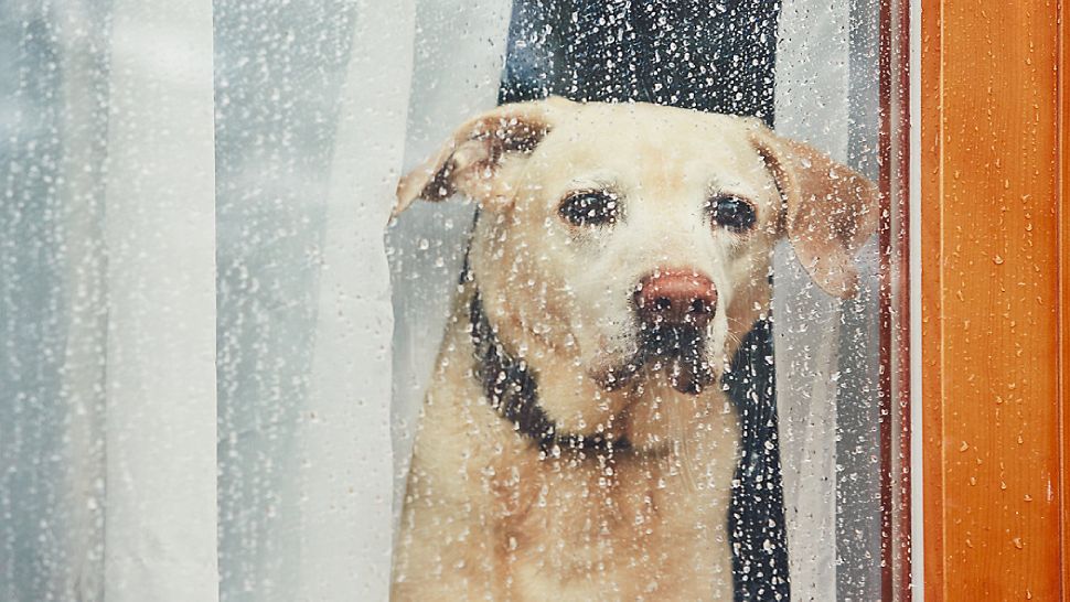 why do dogs go in the bathroom during a storm