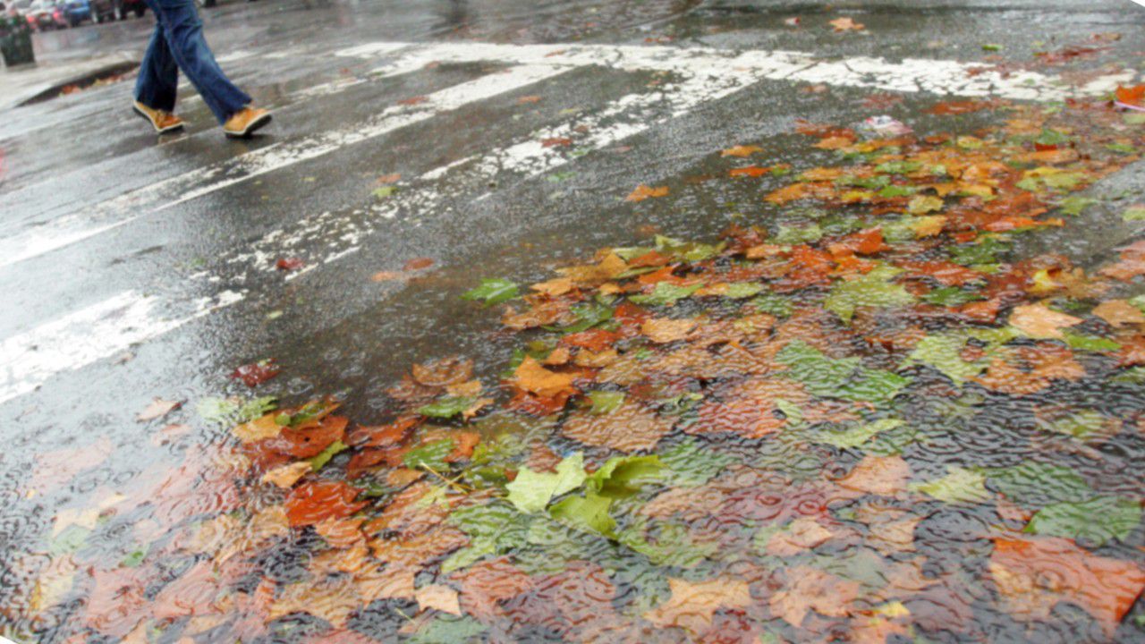 Driving on wet leaves is just as dangerous as driving on ice