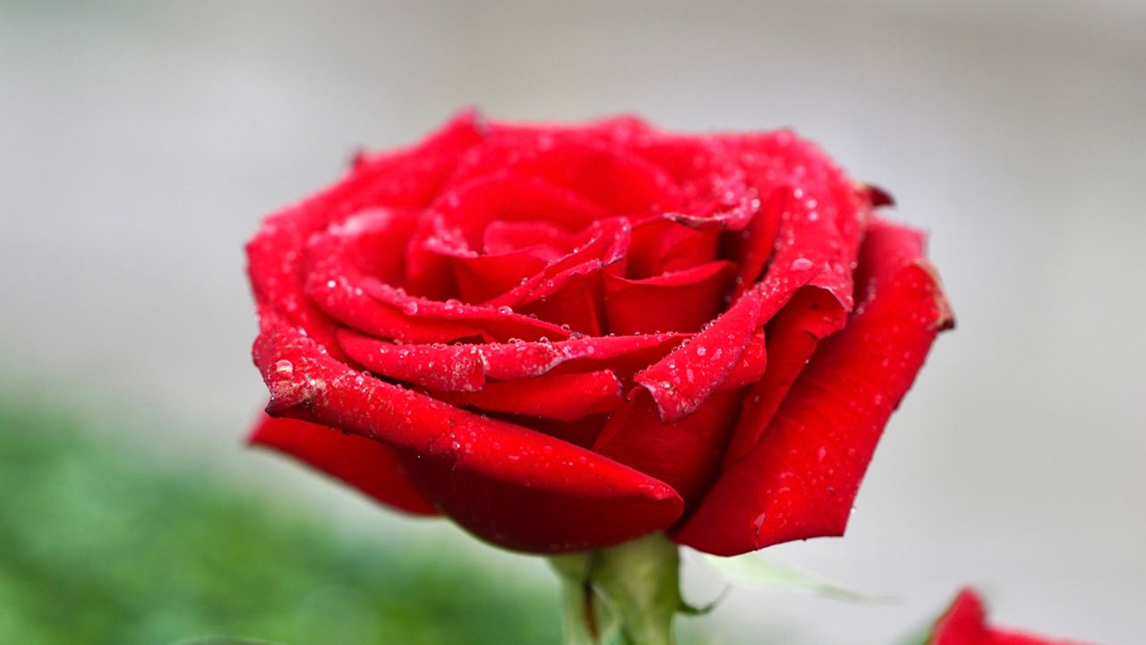 rain of a rose