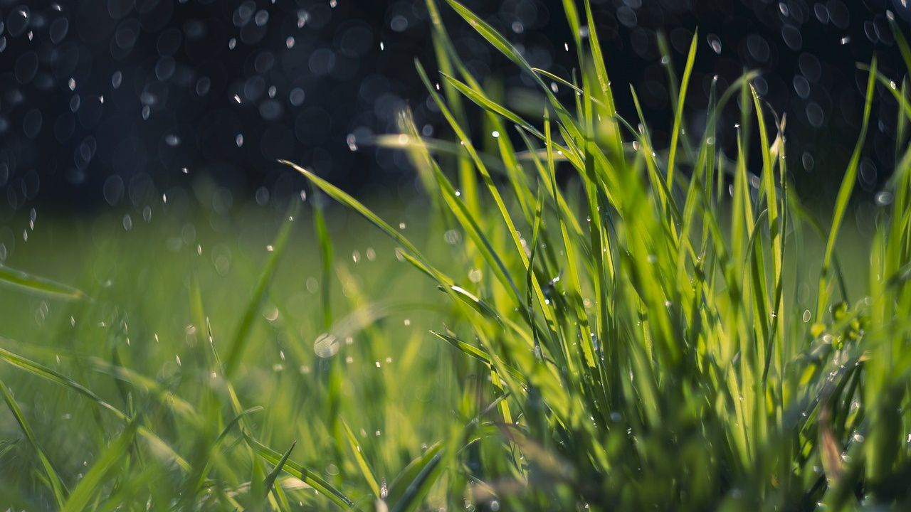 Rain falling in the grass