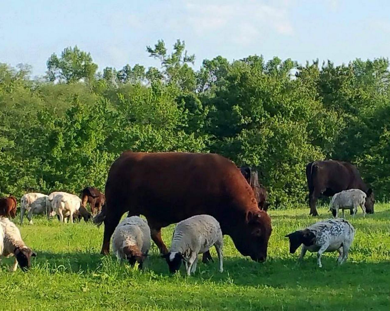 Sustainable meat Federal grant helps farm expand in N.C.